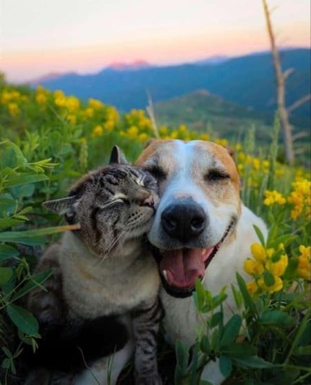 Z�bavn� zvieratk�  