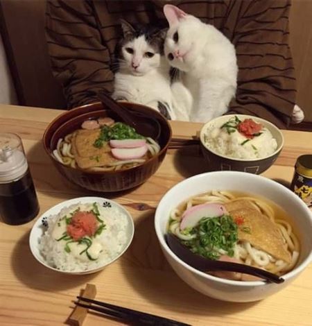 Z�bavn� zvieratk�  