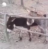 Ka�d� partia m� jedn�ho m�dreho