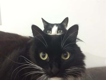 Ke� v�m zviera vlezie do z�beru  