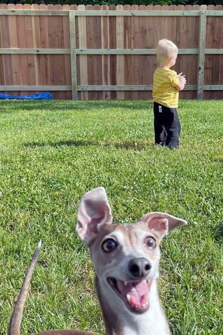 Ke� v�m zviera vlezie do z�beru  