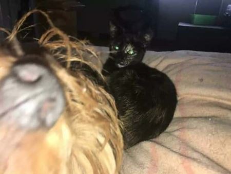 Ke� v�m zviera vlezie do z�beru  