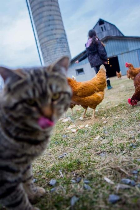 Ke� v�m zviera vlezie do z�beru  