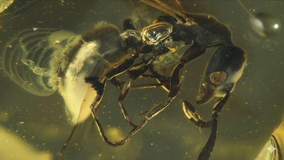 Bola nájdená 16 miliónov rokov stará mravčia kráľovná v jantári