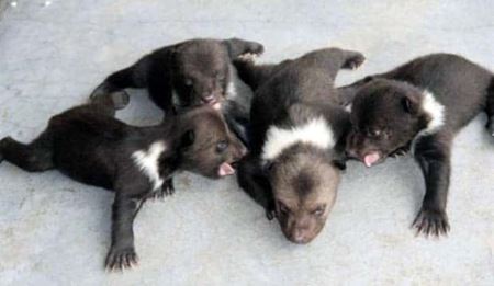 Znovu tie zvierat�  