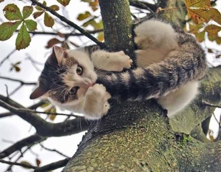 Znovu tie zvierat�  