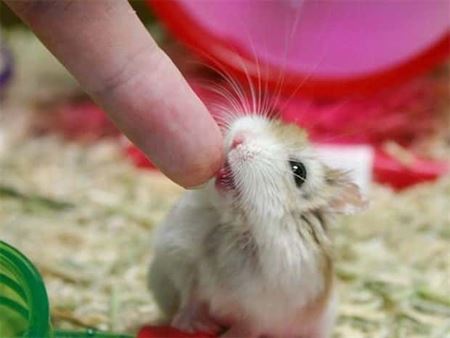 Znovu tie zvierat�  