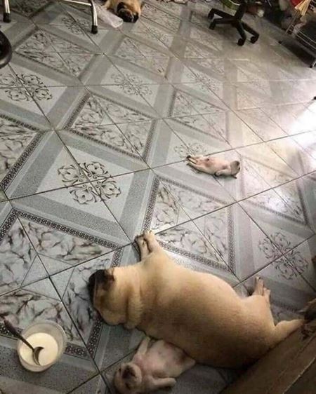 Znovu tie zvierat�  