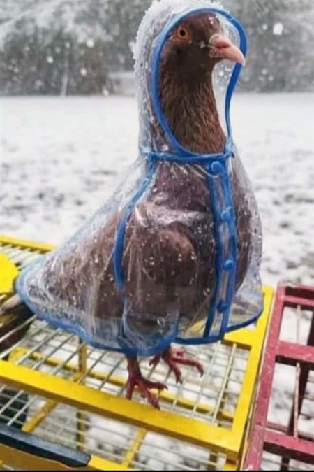 Znovu tie zvierat�  