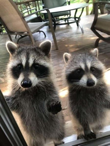 Znovu tie zvierat�  