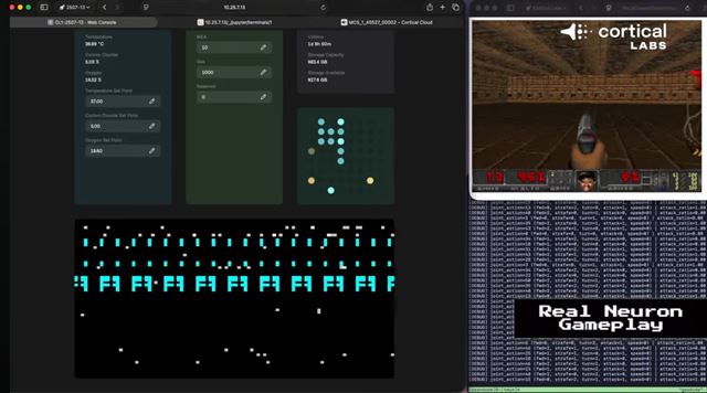 Vedci nau�ili Petriho misku s �udsk�mi mozgov�mi bunkami hra� Doom 