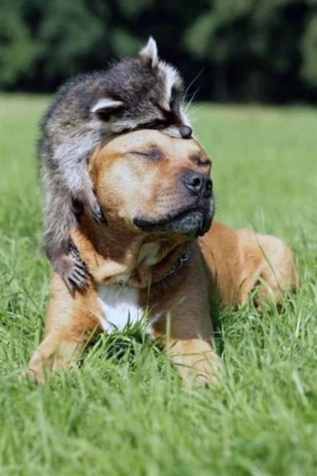 Z�bavn� zvieratk�  