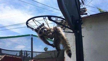 Z�bavn� zvieratk�  