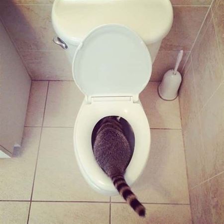 Z�bavn� zvieratk�  