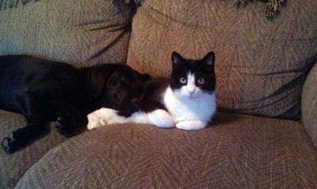 Z�bavn� zvieratk�  