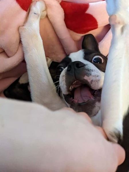 Z�bavn� zvieratk�  