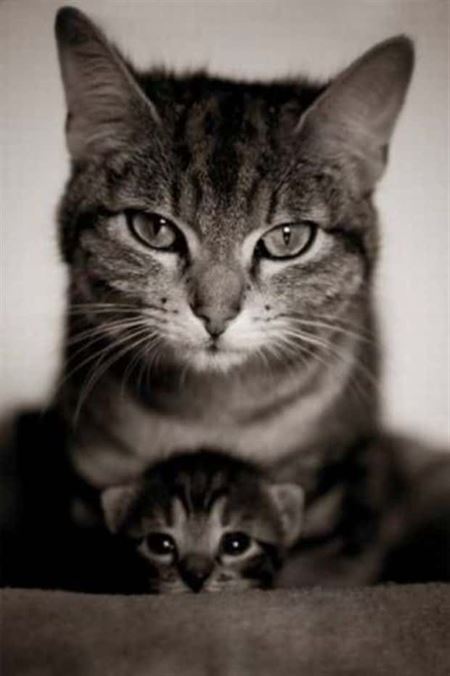 Z�bavn� zvieratk�  