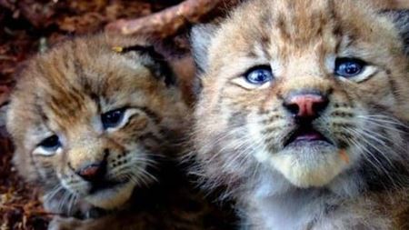 Z�bavn� zvieratk�  