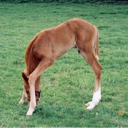 Z�bavn� zvieratk�  