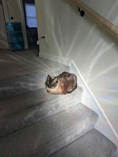 Z�bavn� zvieratk�  