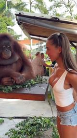 V�etci sme ako opice