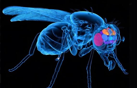 Sme bližšie k presunutiu mozgu do počítača? Vedci spravili mapu mozgu muchy a pripojili ju na simuláciu