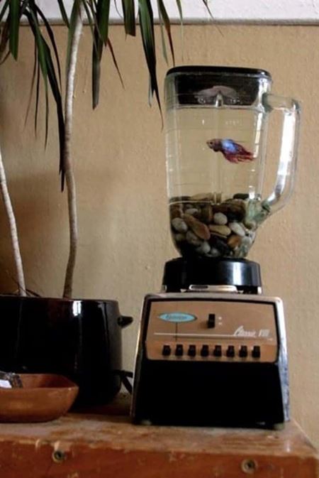 Podivn� akv�ri�  