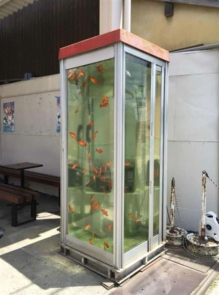 Podivn� akv�ri�  