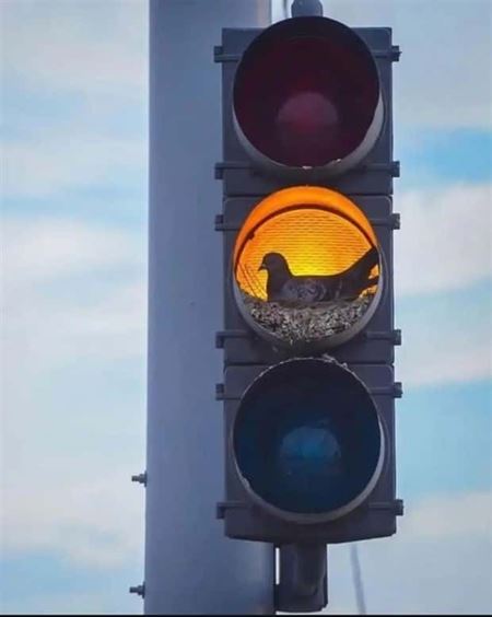 Hniezda sa daj� postavi� hocikde  
