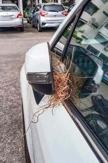 Hniezda sa daj� postavi� hocikde  