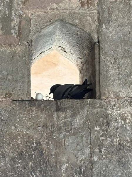 Hniezda sa daj� postavi� hocikde  