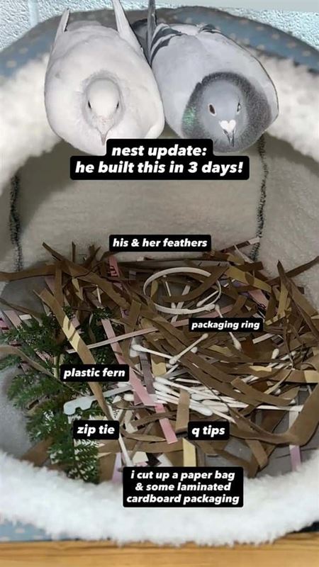 Hniezda sa daj� postavi� hocikde  