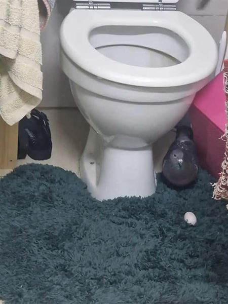 Hniezda sa daj� postavi� hocikde  