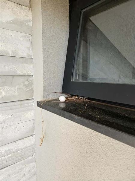 Hniezda sa daj� postavi� hocikde  