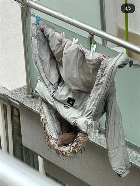 Hniezda sa daj� postavi� hocikde  