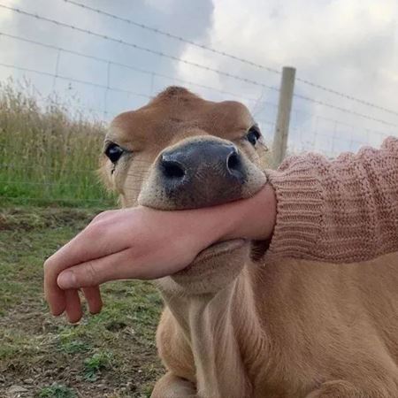 V�kendovky  