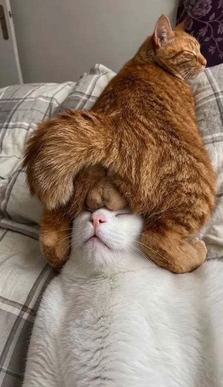 V�kendovky  