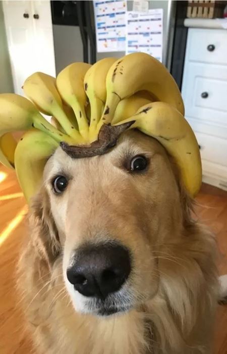 V�kendovky  