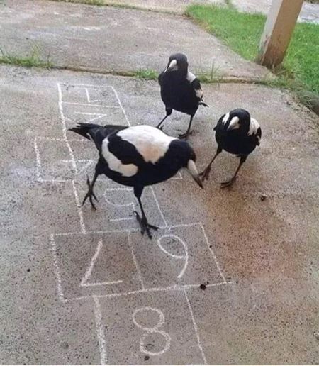 V�kendovky  