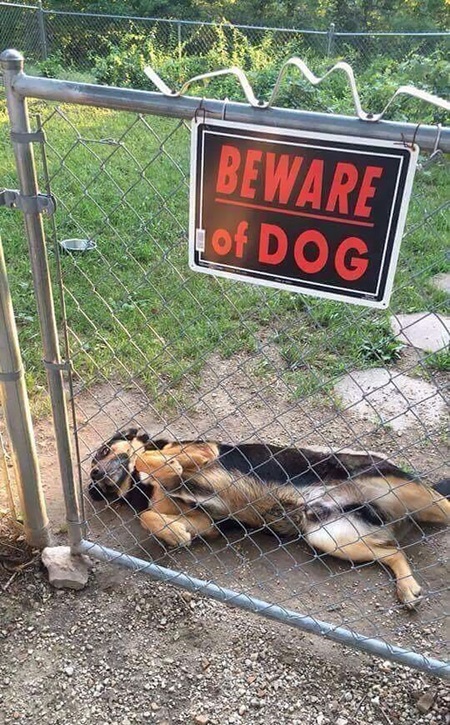 Pozor na zlch psov!  