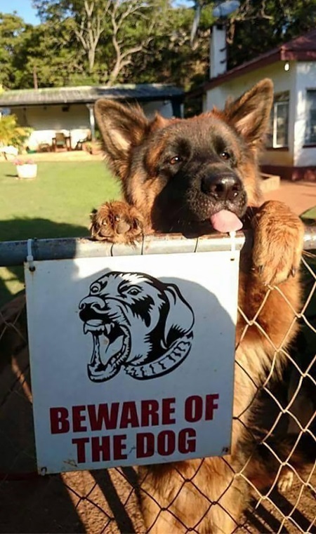 Pozor na zlch psov!  
