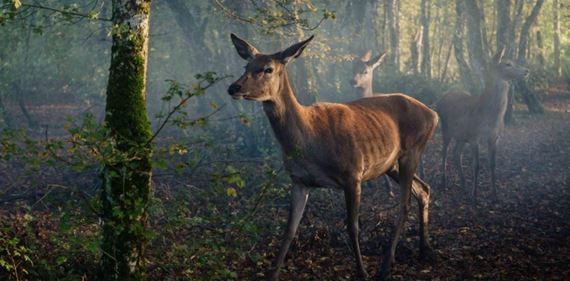 Bambi: príbeh zo života v lese je zaujímavý film, pokiaľ chcete vidieť klasický príbeh v trochu inej podobe
