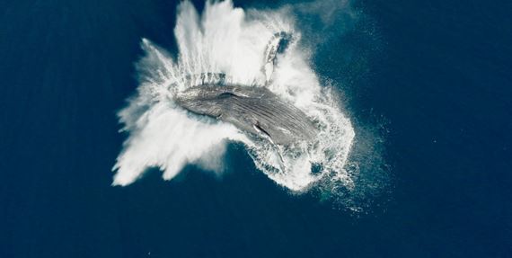Národ veľrýb - dychberúca vizualita a nádherné zábery podmorského života a veľrýb