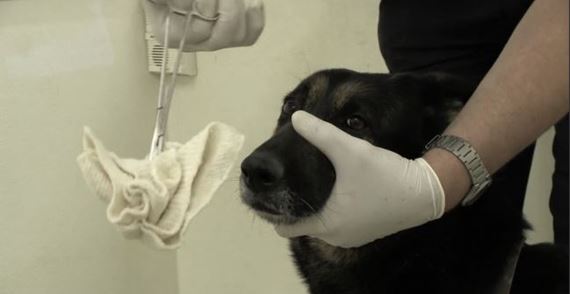 Pachová stopa odhaľuje skutočnosti o metóde, ktorá bola dlhé roky považovaná za jasný dôkaz